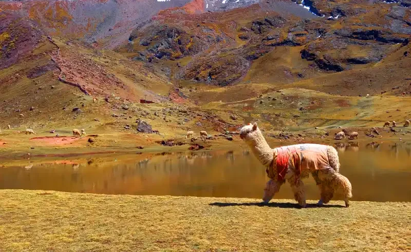 ausangate peru hike