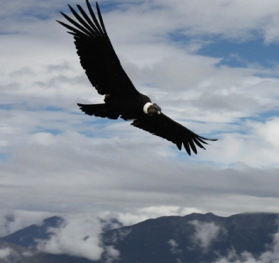 ancascocha condor