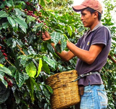 inca jungle coffee